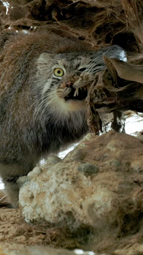 thumbnail of Pallas's cat are going to sleep.webm