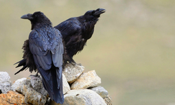 thumbnail of Corvus_corax_tibetanus.jpg