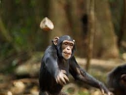 thumbnail of chimp rock.jpg