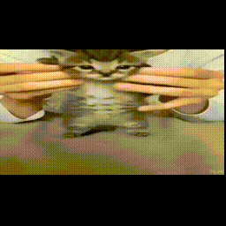 thumbnail of Silly_cat_video480p.mov