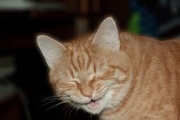 thumbnail of laughing cat.jpg