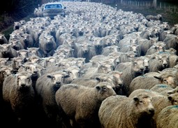 thumbnail of newzealand_sheep_farming_flockofsheep-182506.jpg!d.jpg