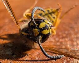 thumbnail of wasp.jpg