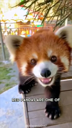 thumbnail of 7183322157374639366 Red Panda 🐼 #redpanda #redpandas #redpandacub #redpandafam #redpandasoftiktok .mp4