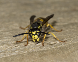 thumbnail of wasp.jpg