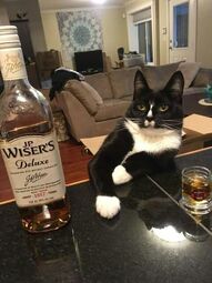 thumbnail of whiskey for my whiskers.jpg