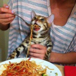 thumbnail of pasta cat.jpg