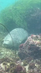 thumbnail of Seal sleeping under water.mp4