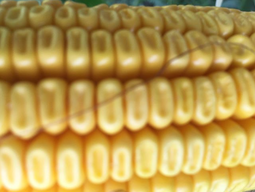 thumbnail of Corn dents moisture level.png