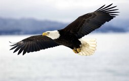 thumbnail of eagle-flying-5.jpg