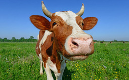 thumbnail of cow.jpg