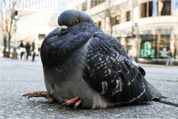 thumbnail of fatpigeon1.png