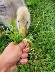 thumbnail of goslingeatingdandelions2.jpg