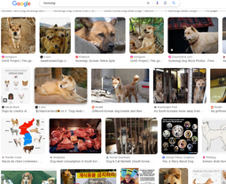 thumbnail of k doggos pics.png