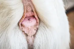 thumbnail of white-fur-goat-lifted-tail-back-anus-hole-white-fur-goat-lifted-tail-back-anus-hole-close-up-detail-145100265.webp