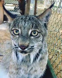 thumbnail of Sweet sounds of one of DEW Haven's lynx.mp4