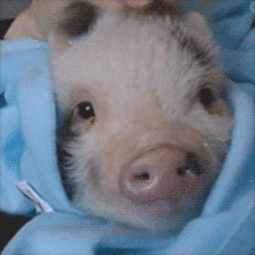 thumbnail of Comfy_piggy.gif