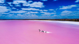 thumbnail of pink-lake-monster.jpg