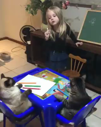 thumbnail of cat school.webm