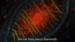 thumbnail of Ballmastrz.9009.S02E00 Necro Mammoth2.jpg