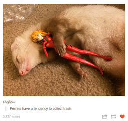 thumbnail of ferret.png