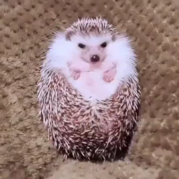 thumbnail of eating hedgehog.webm