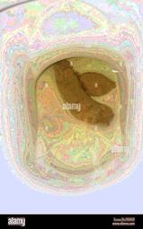 thumbnail of v99RU.jpg