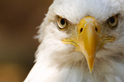 thumbnail of American Eagle and to the Republic.PNG