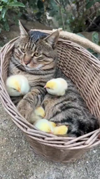 thumbnail of surrounded_by_chicks.mp4