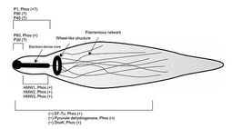 thumbnail of Schematic_of_the_phosphorylated_proteins_in_the_attachment_organelle_in_Mycoplasma_pneumoniae.jpeg.jpeg