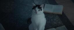 thumbnail of Black-White Cat~Poison-Atidot.jpg