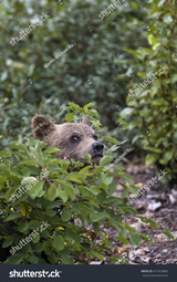 thumbnail of stock-photo-cute-grizzly-bear-cub-lat-ursus-arctos-hiding-behind-bush-in-the-pristine-wilderness-of-canada-471810866.jpg
