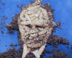 thumbnail of 08391-367728779-photo of a big pile of maggots, insects, mothes. View from the top.png