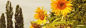 a random sunflower banner