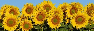 a random sunflower banner